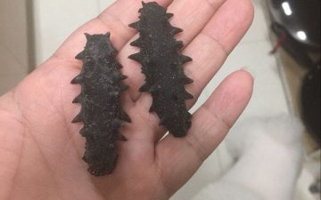 Prepare dried sea cucumber (as many as you like, the soaked sea cucumber can be stored in the freezer)