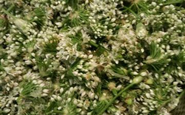 Pick and wash leek flowers, control the water into a basin to use.