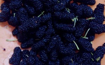 Fresh mulberries