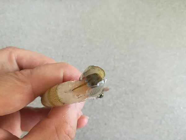 First handle the shrimp