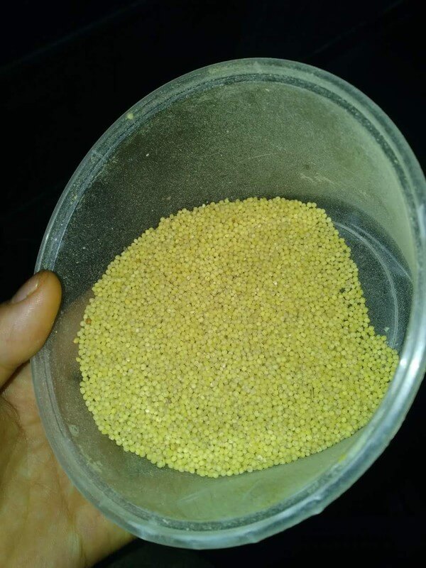 Prepare millet with germ