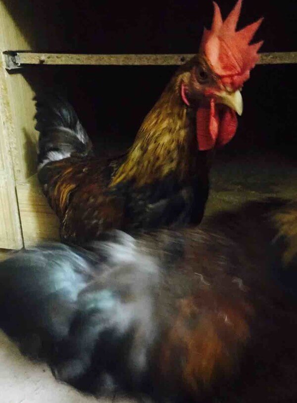 I went to the market to buy live chicks and raised them for half a year. Feed rice from childhood
