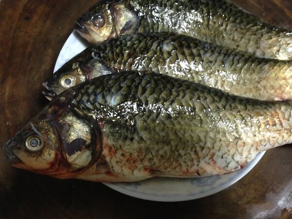 Carassius auratus descaling