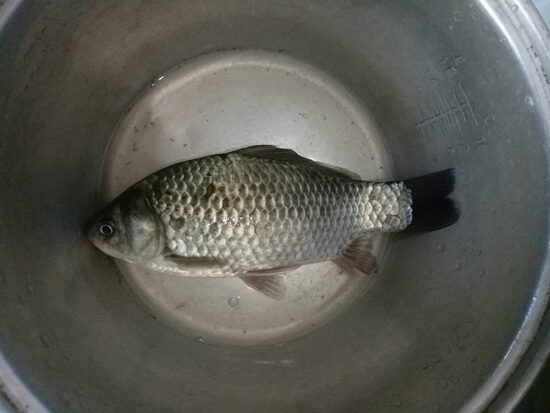 A live crucian carp.