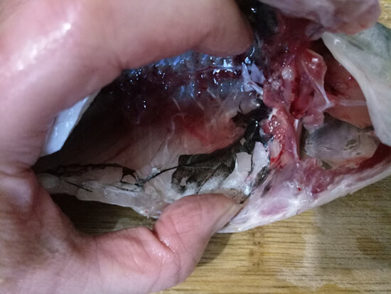 Carassius auratus removes scales
